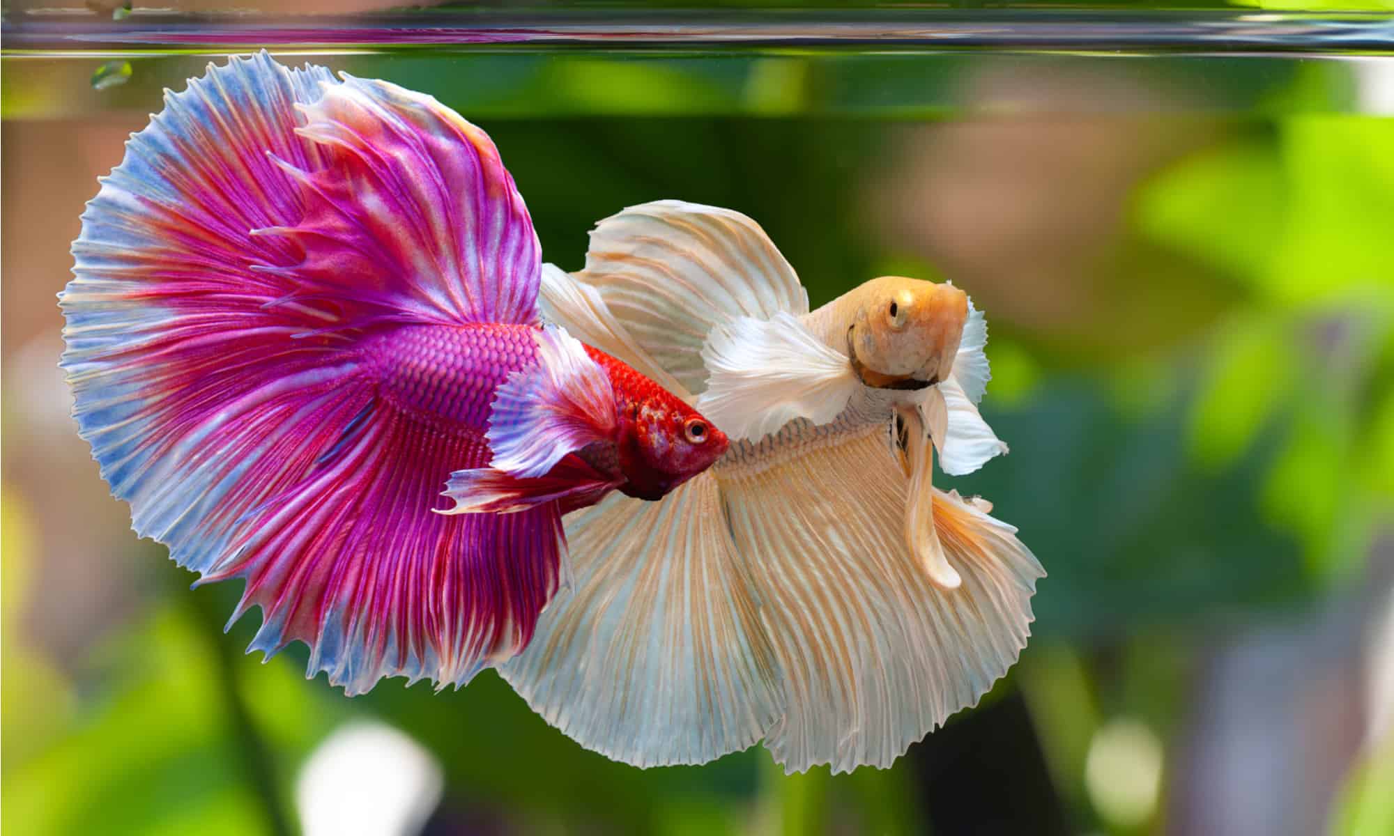 Betta Fish Poop: Everything You've Ever Wanted to Know - A-Z Animals