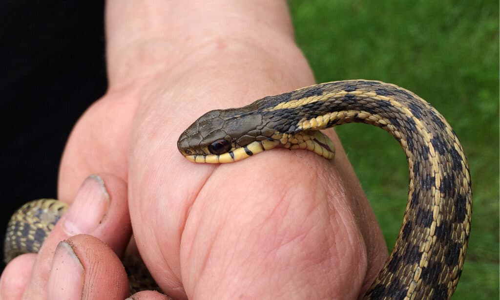 A little snake's big gulp may put all other snakes to shame