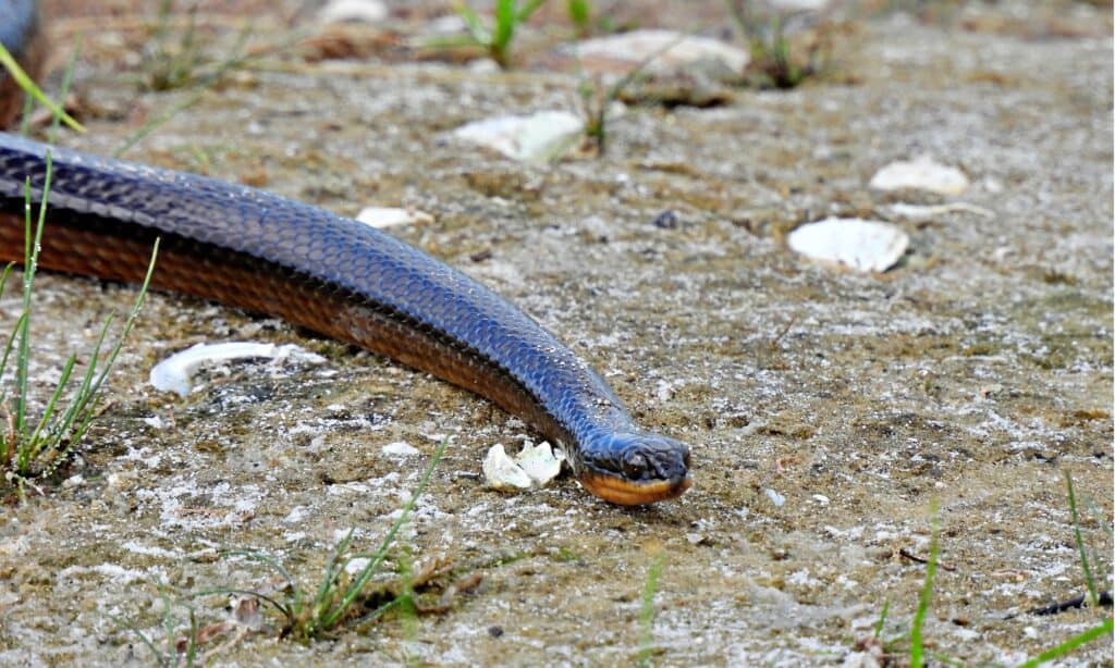 North Florida Swamp Snake