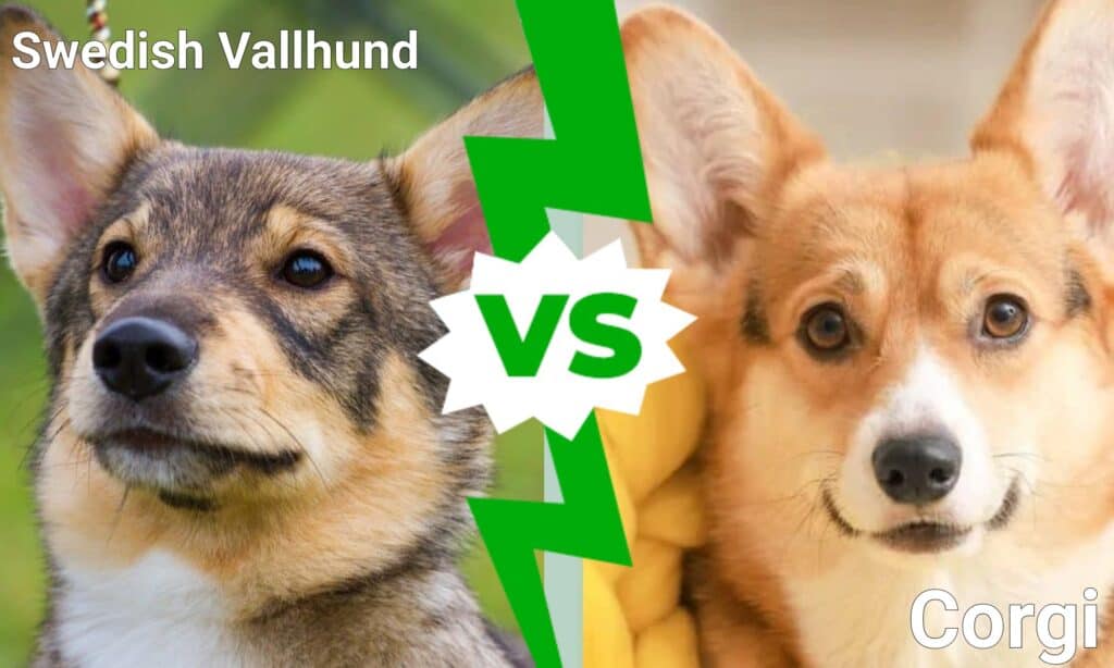 are vallhund hypoallergenic