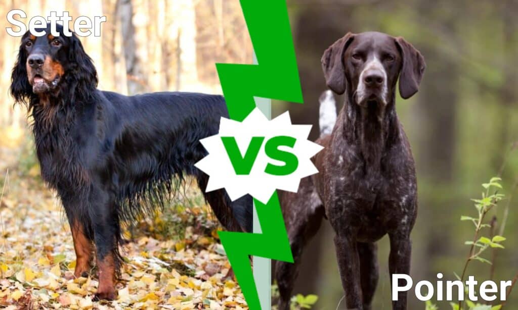 tigger indre Tolk Setter vs Pointer: Is There a Difference? - AZ Animals