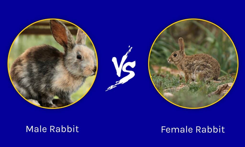 Male vs Female Rabbits: Avoiding A Petting Zoo! - A-Z Animals