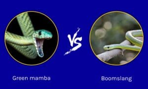 Green Mamba vs Boomslang: What Are The Differences? - A-Z Animals