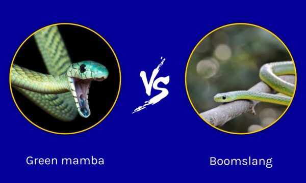 Green Mamba Vs Boomslang: What Are The Differences? - A-Z Animals