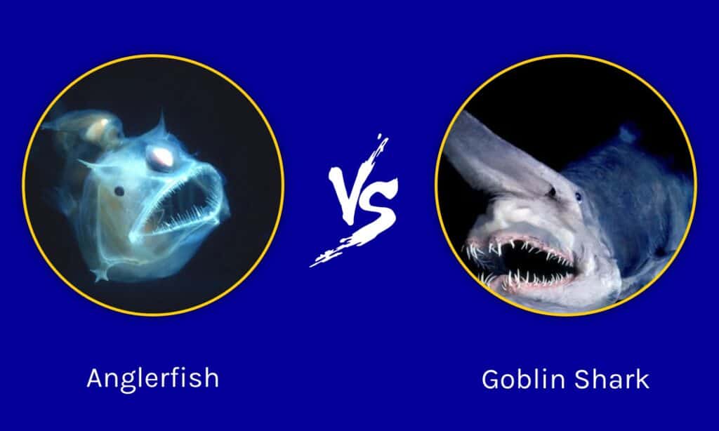 Anglerfish vs Goblin Shark