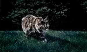 Can cats see in the dark, like night vision? Picture