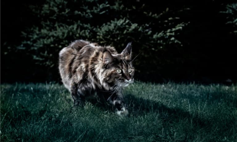 can cats see in the dark