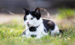 4 Reasons to Avoid a GPS Tracker For Your Cat Picture