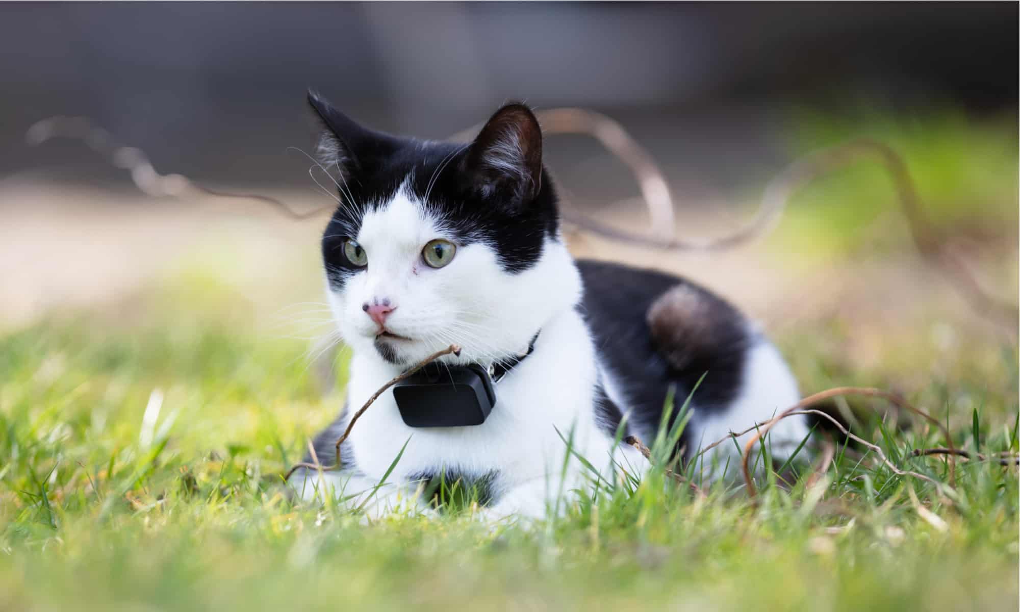 cat GPS tracker