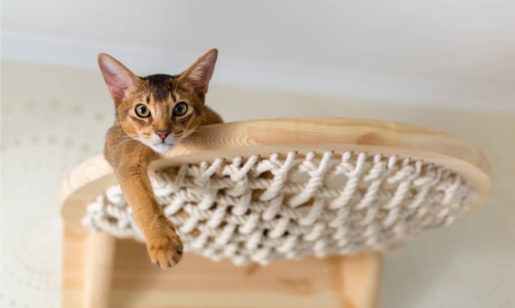 cat hammock