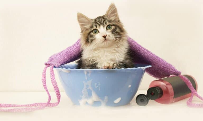 cat shampoo