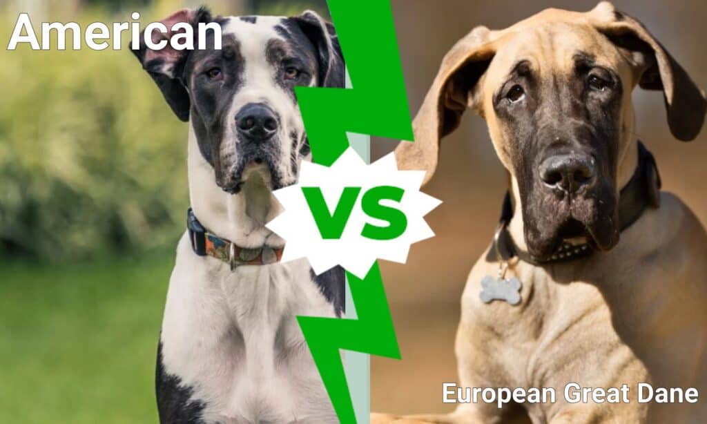 American vs European Great Dane