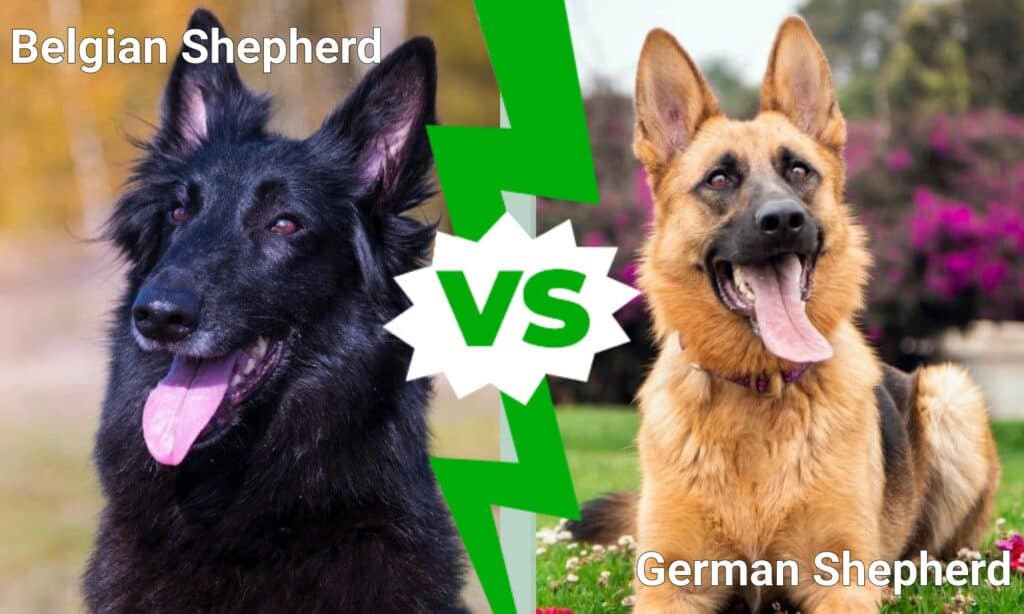 Belgian Shepherd vs German Shepherd