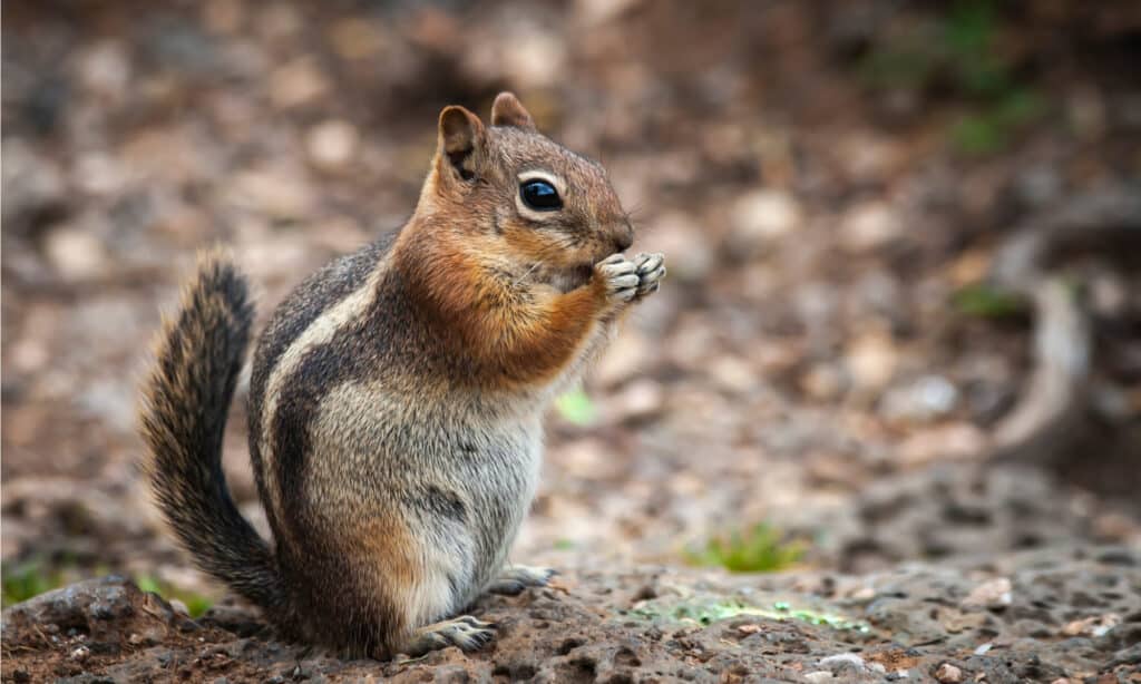 A chipmunk eating on its hind legs.