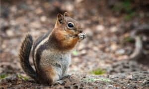 10 Incredible Chipmunk Facts photo
