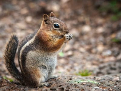 A 10 Incredible Chipmunk Facts