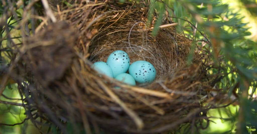 chipping sparrow eggs in a cozy nest