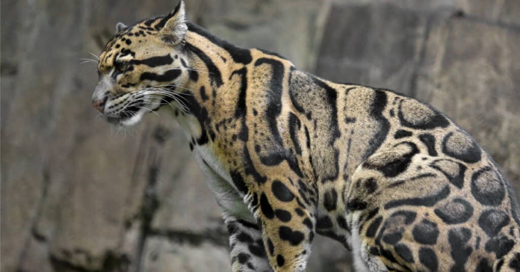 Ocelot vs Clouded Leopard