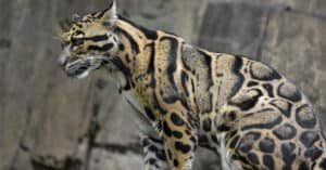 10 Incredible Clouded Leopard Facts Picture