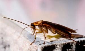 Are Roaches Nocturnal Or Diurnal? Their Sleep Behavior Explained photo