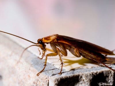 A Cockroach Quiz: How Much Do You Know?