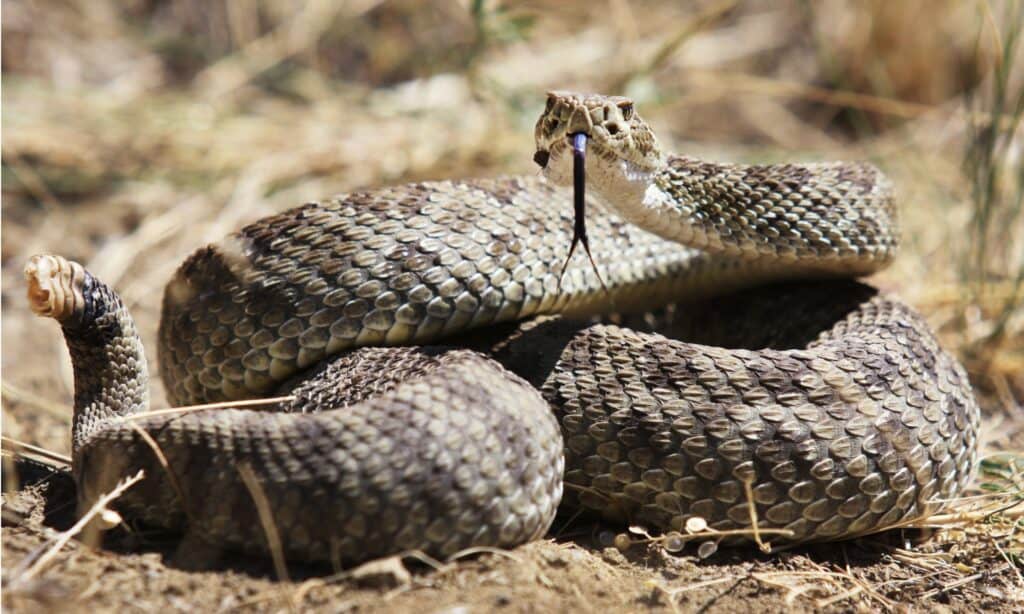 Prairie Rattlesnake