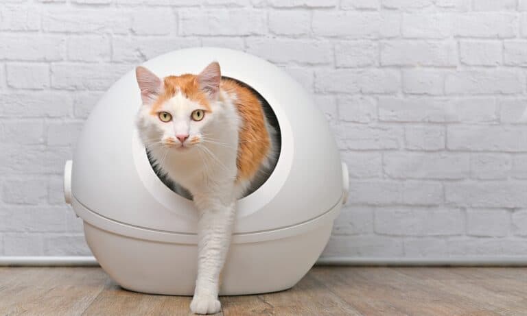 The Best Cat Litter for Picky Cats (and Kittens!) - A-Z Animals