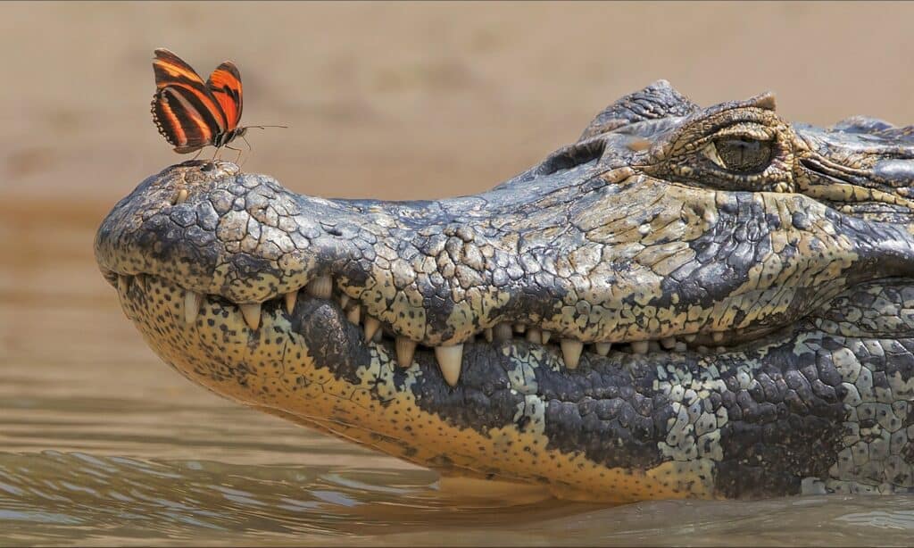 crocodile and butterfly