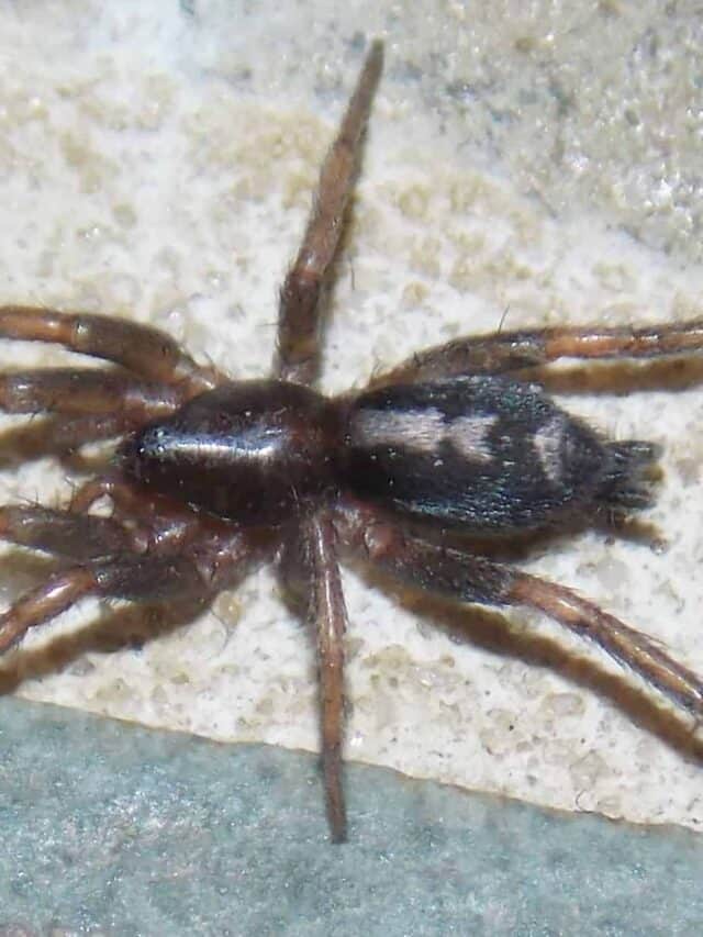 Eastern Parson Spider (Herpyllus ecclesiasticus)