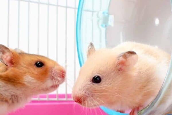 Two hamsters in a cage.