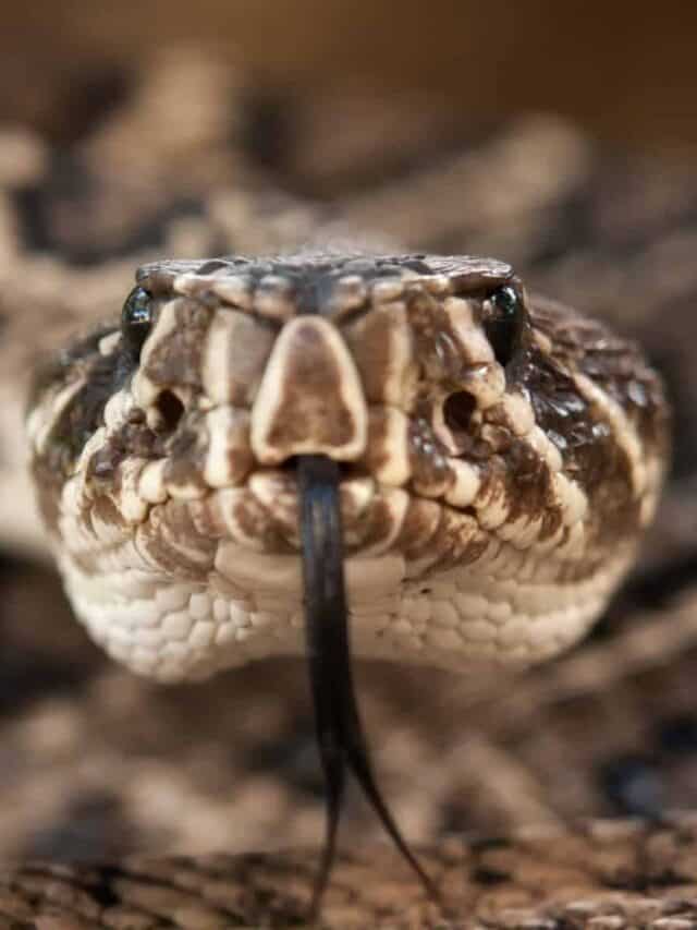 Eastern Diamondback Rattlesnake Close Up