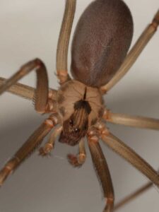 Discover The Top Five Largest, Most Dangerous Spiders In Nebraska This Summer! Picture