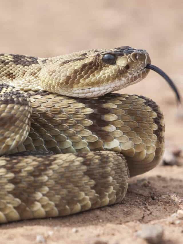 7 Snake Species That Are Often Confused With Rattlesnakes