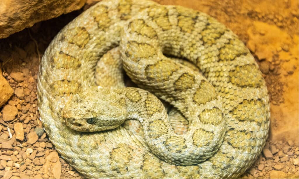 Coiled Midget Faded Rattlesnake