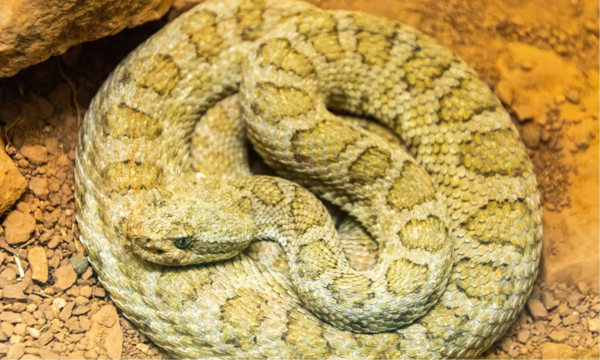 Snake Phobia: What's the Fear of Snakes and Why Do So Many People Have it?  - AZ Animals
