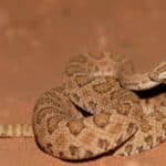 Midget faded rattlesnake