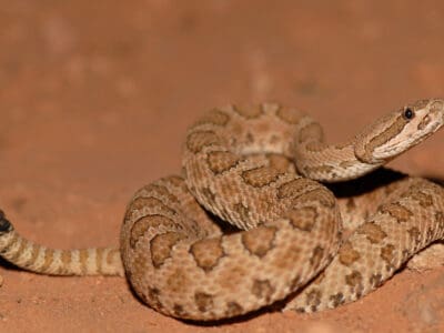A Midget Faded Rattlesnake