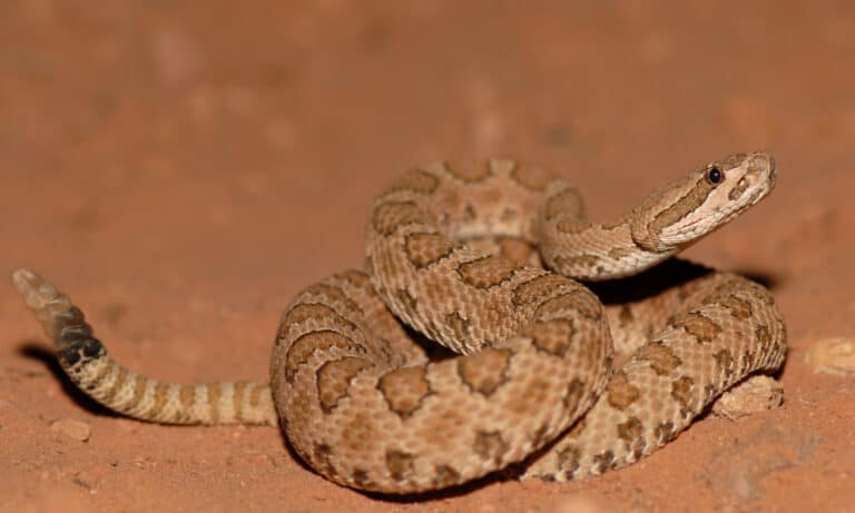 Midget Faded Rattlesnake showing rattle