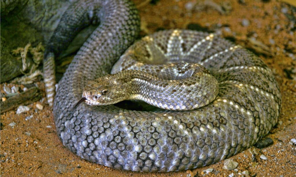 An identifying feature of the gray rat snake is the square blotches on its light-colored belly that resemble checkered patterns.