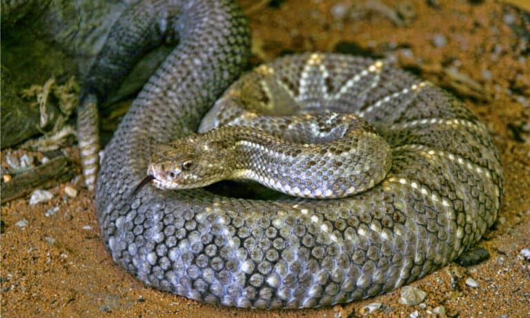 Aruba rattlesnake closeup