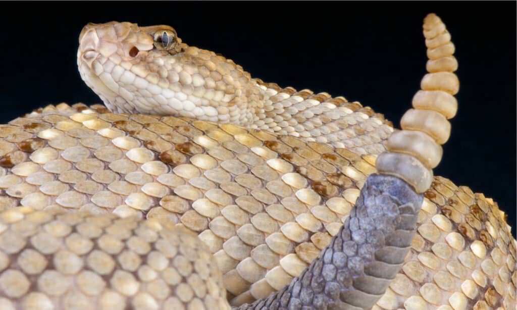 Aruba rattlesnake closeup
