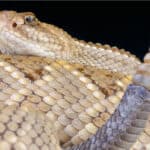 Aruba rattlesnake