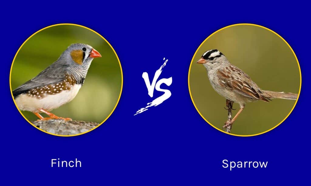 Finch vs Sparrow: Key Differences Explained - A-Z Animals