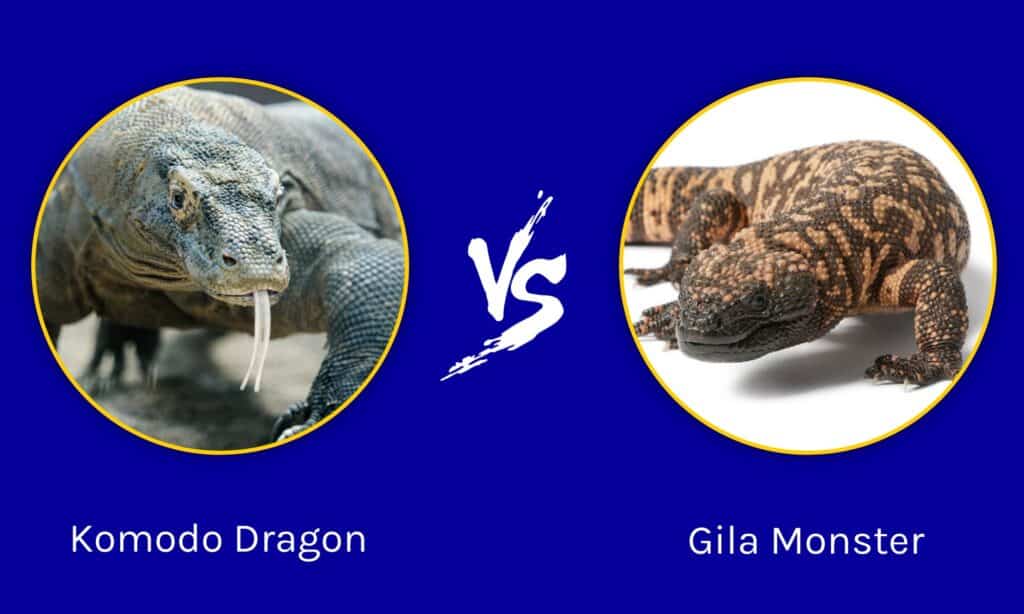 Komodo Dragon vs Gila Monster