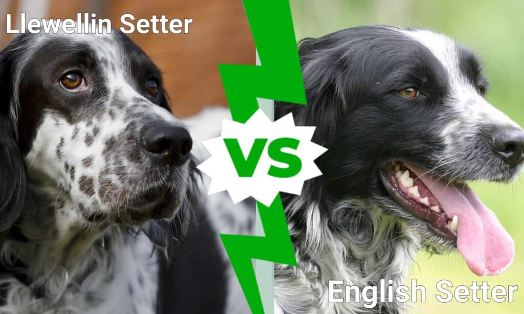 Llewellin Setter vs English Setter