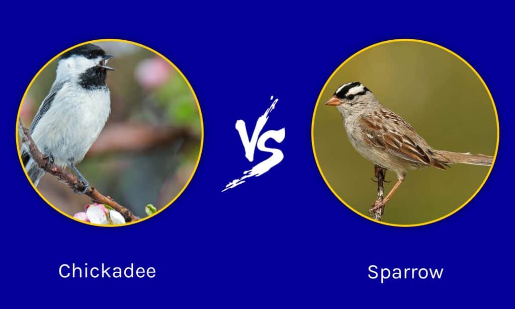 Chickadee  vs Sparrow