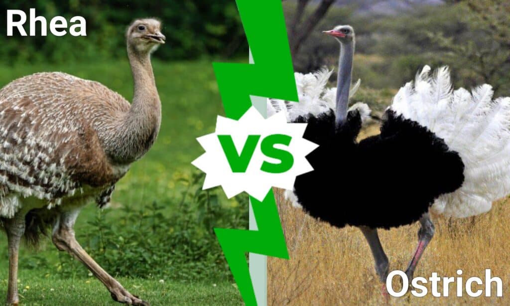 Rhea vs Ostrich: What's The Difference? - AZ Animals