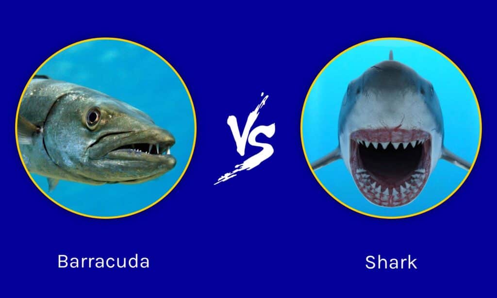 ¿Es una barracuda un tiburón?