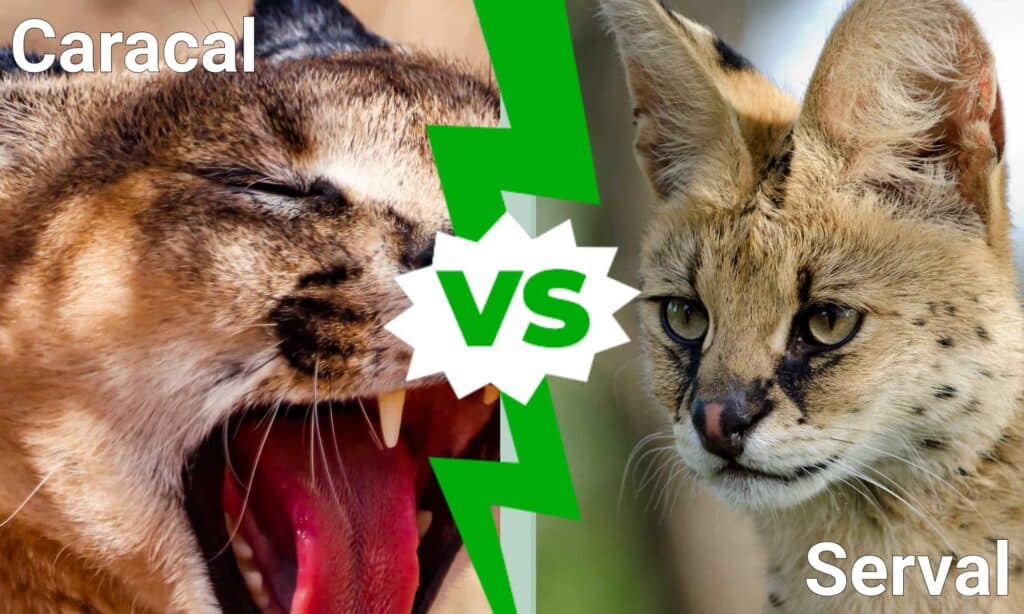 Caracal vs Serval: Key Differences Explained - A-Z Animals