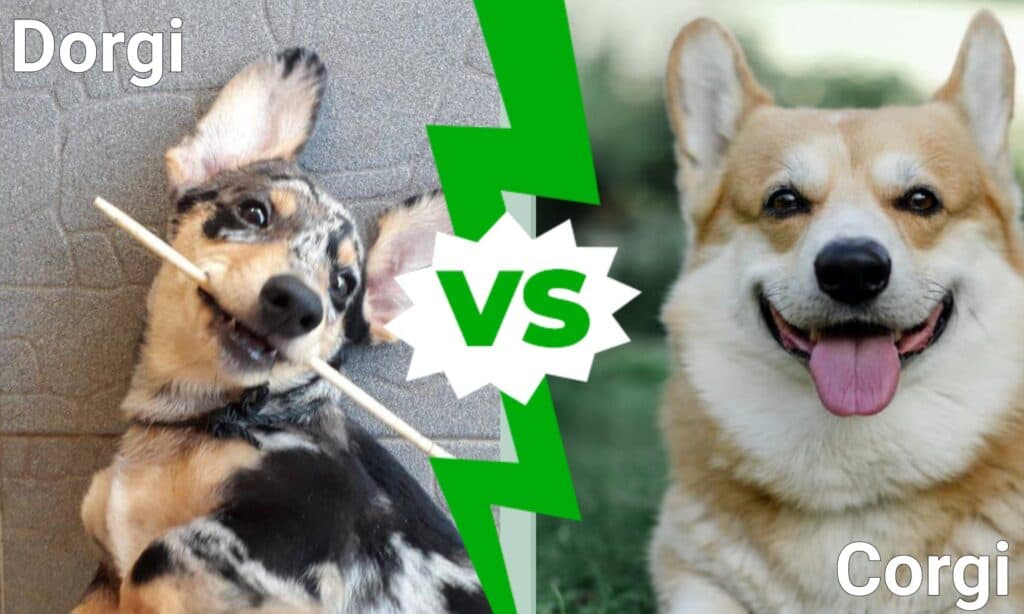 Dorgi vs Corgi